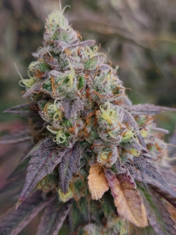 Bobblehead OG - Image 3