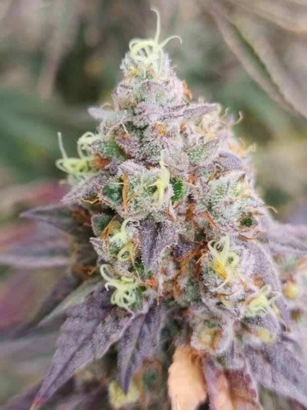 Bobblehead OG - Image 4