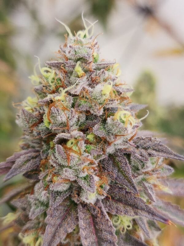 Bobblehead OG - Image 5