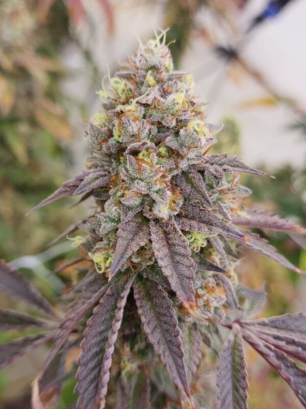 Bobblehead OG - Image 6