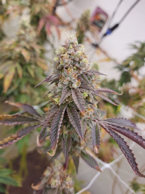 Bobblehead OG - Image 2
