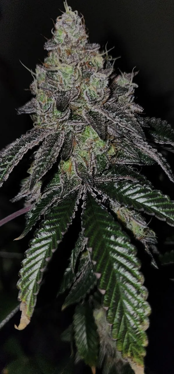 CKC1
