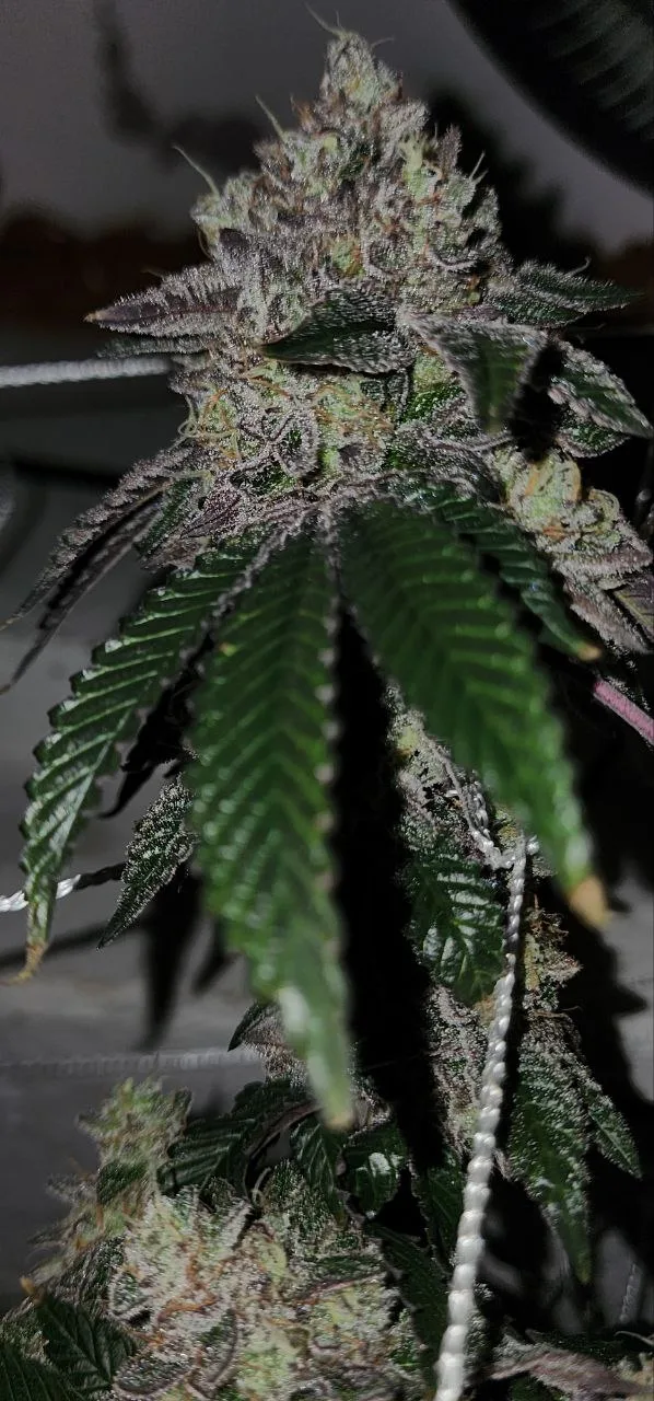 CKC2