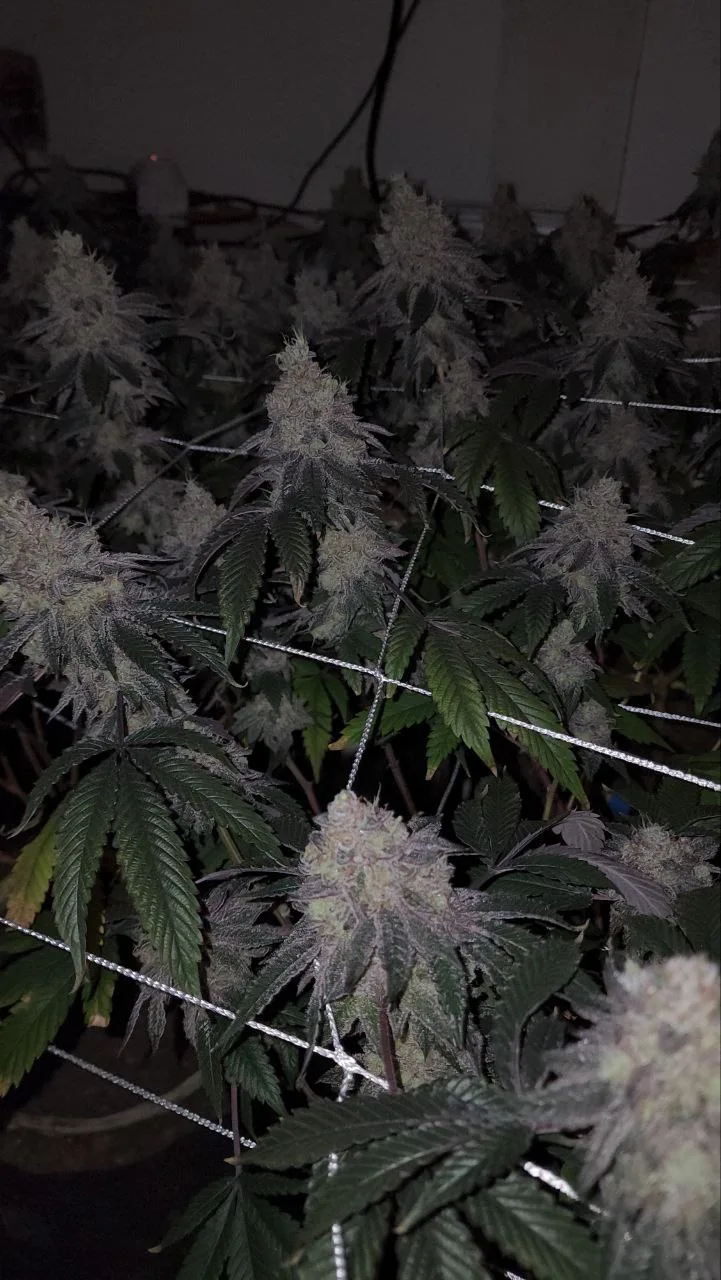 CKC4