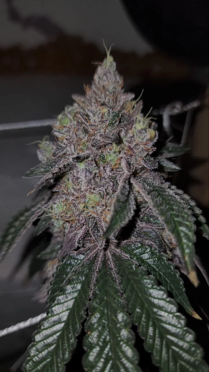 CKC5
