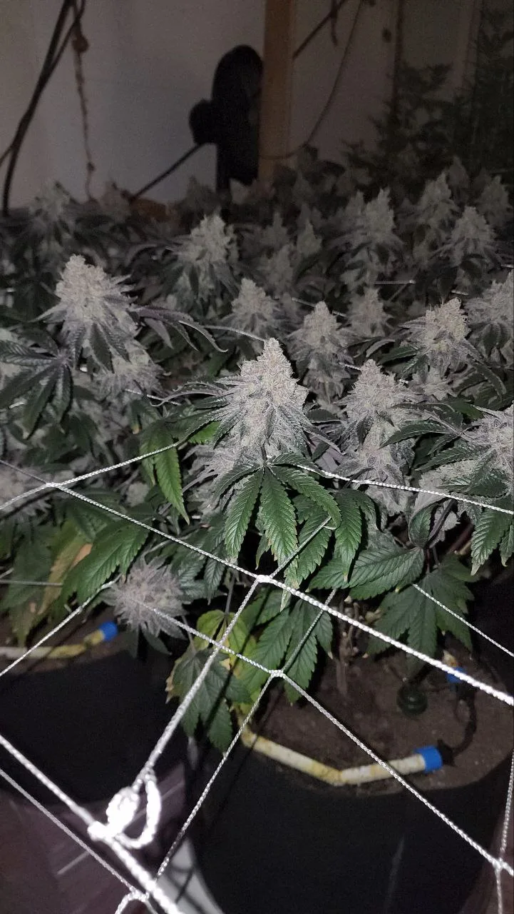 CKC6