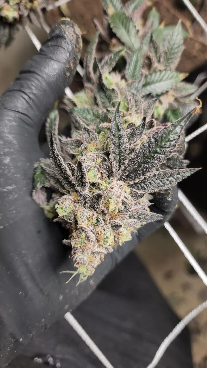 CKC7