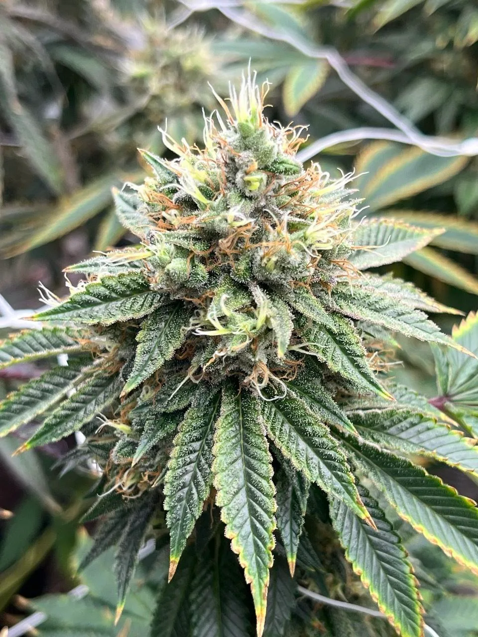 Glue of the Gods - Image 2