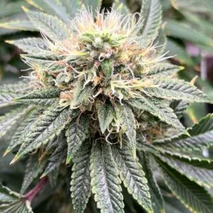 Glue of the Gods