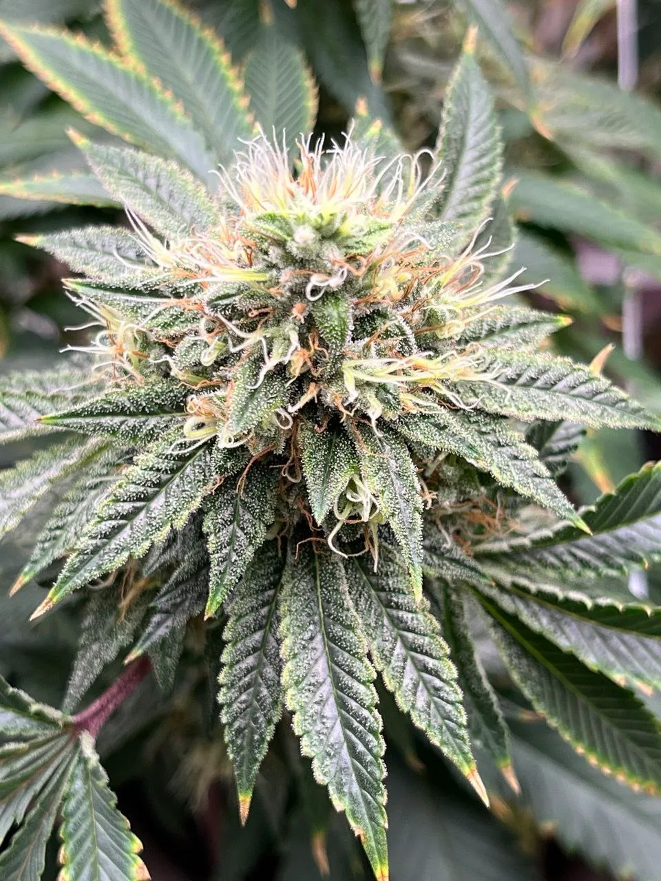 Glue of the Gods