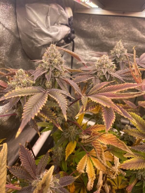 Heavenly Oranges - Image 9
