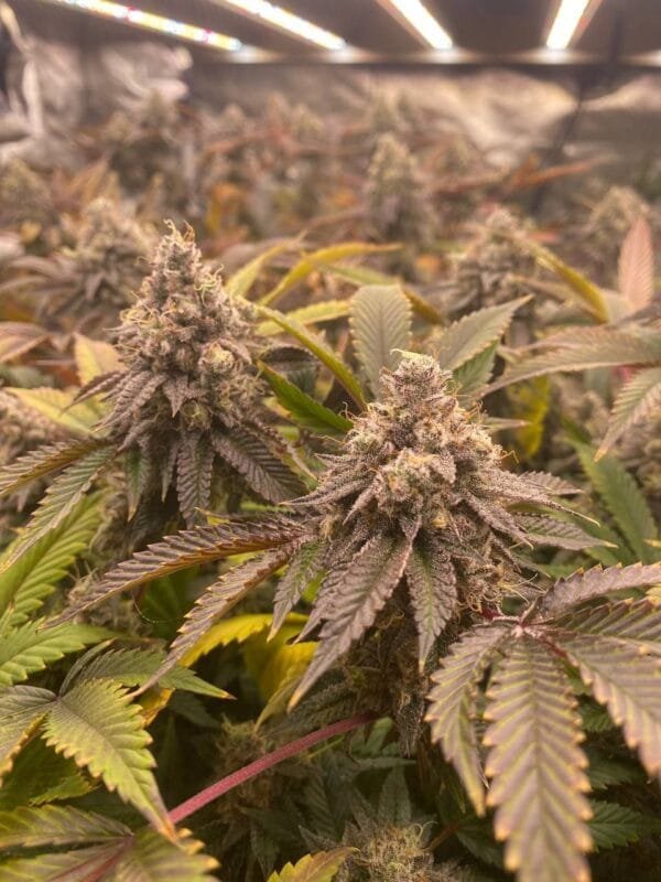 Heavenly Oranges - Image 6