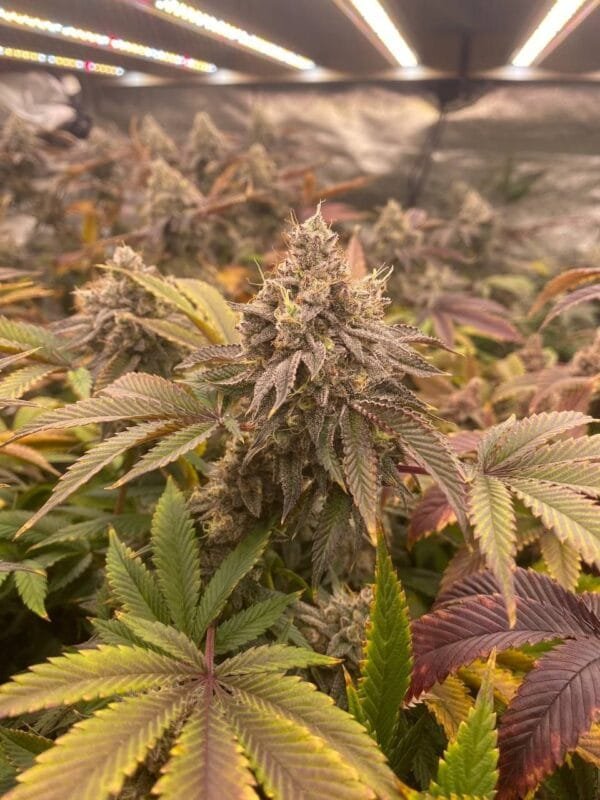 Heavenly Oranges - Image 5