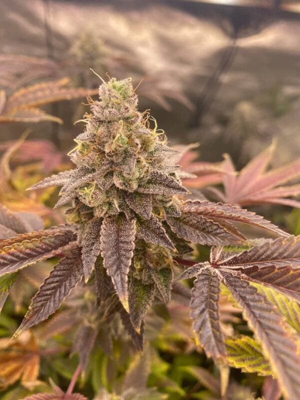 Heavenly Oranges - Image 2