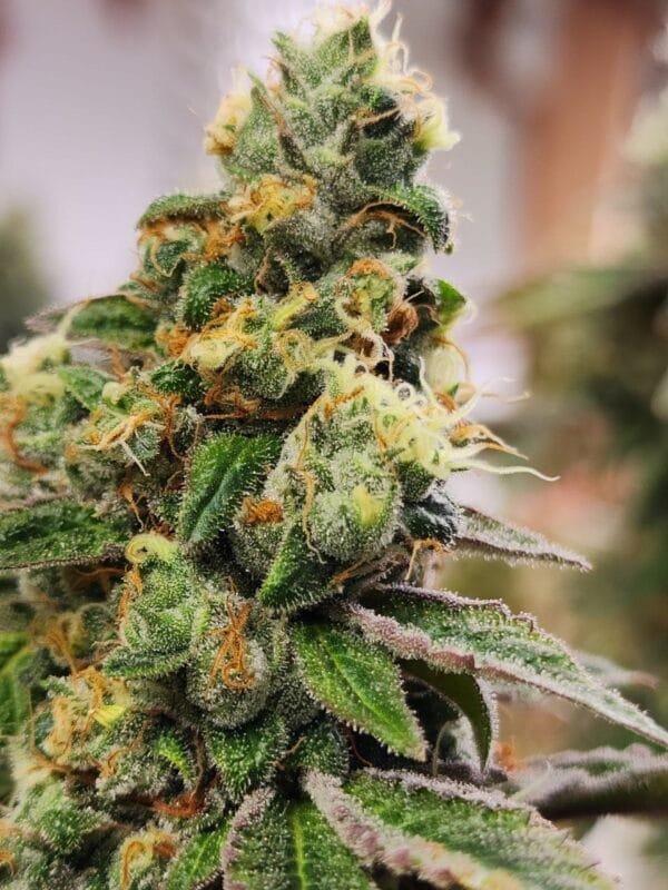 Heavenly Baked - Image 3