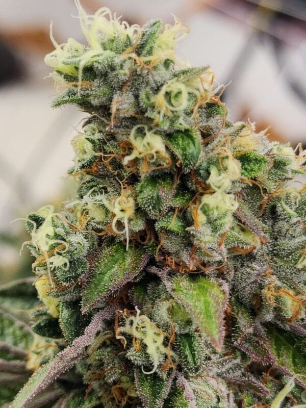 Heavenly Baked - Image 4