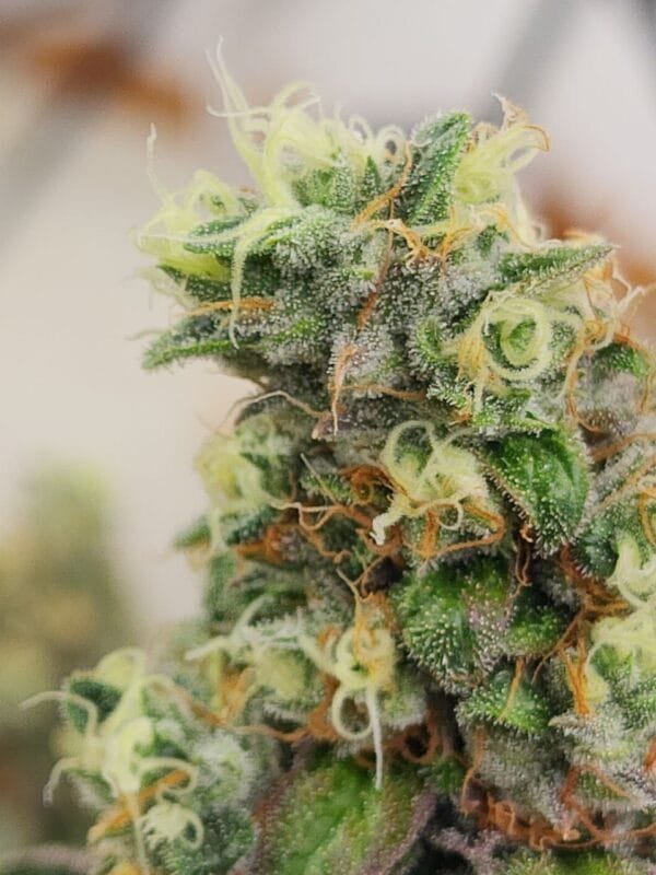 Heavenly Baked - Image 5