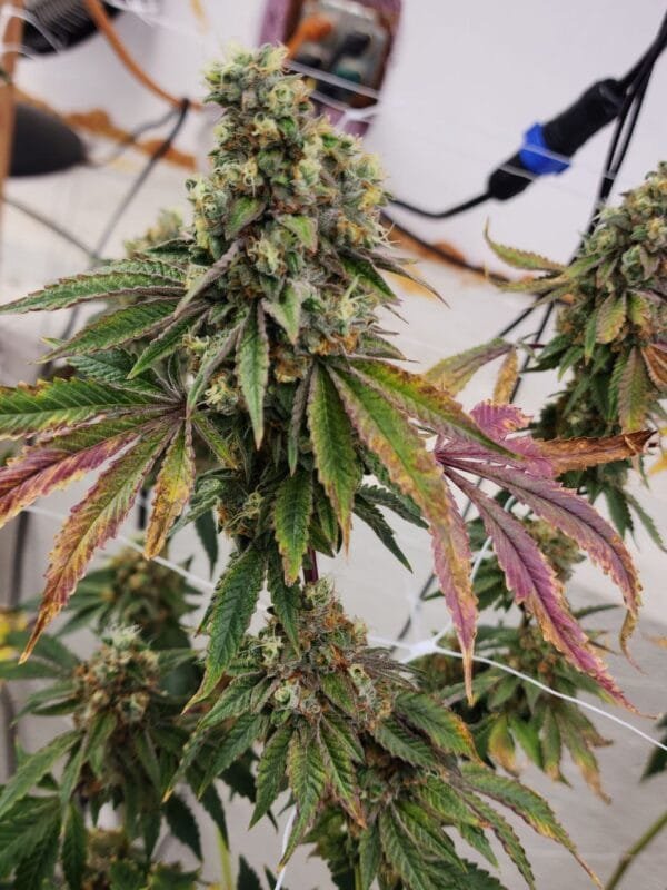 Heavenly Baked - Image 6