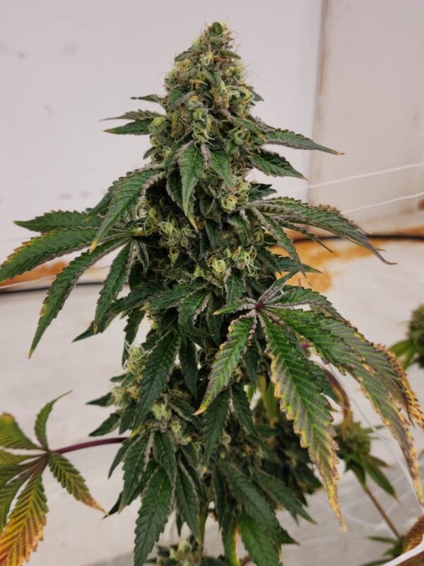 Heavenly Baked - Image 7