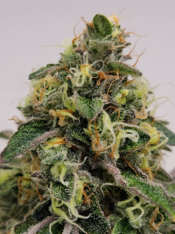 Heavenly Baked - Image 8