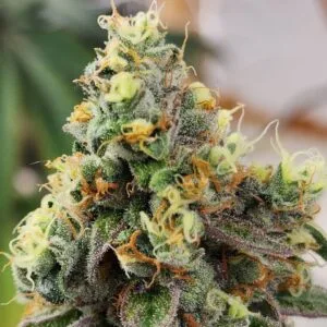 Heavenly Baked