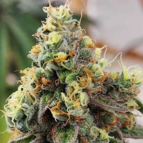 Heavenly Baked