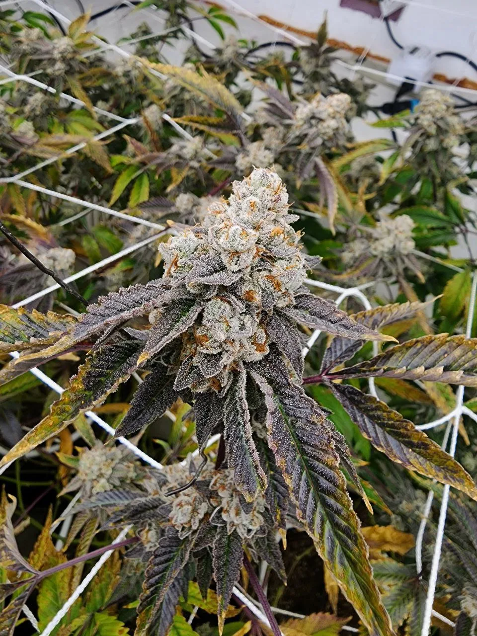 Hyper4