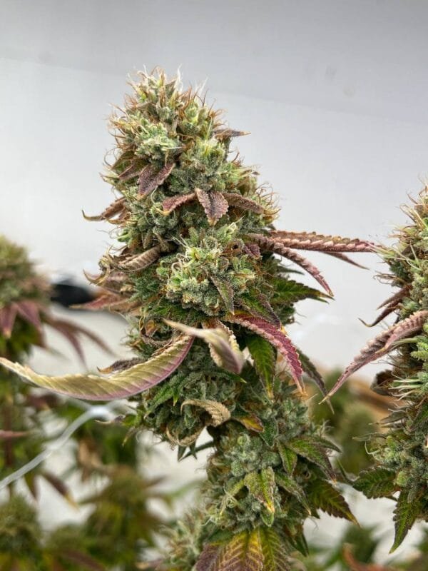 Heavenly OG F2 - Image 2