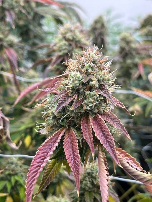 Heavenly OG F2 - Image 3