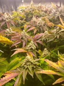 MoonwalkerKush1