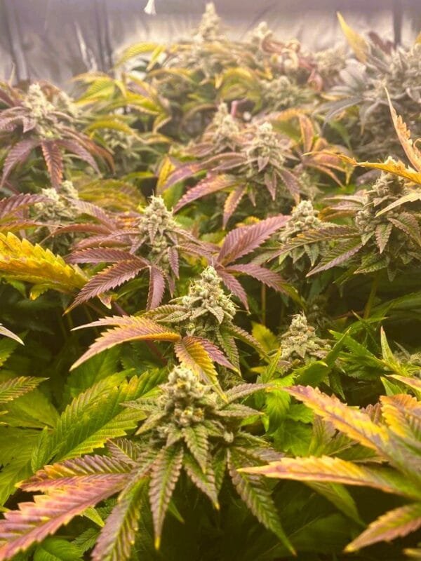 Moonwalker Kush - Image 5
