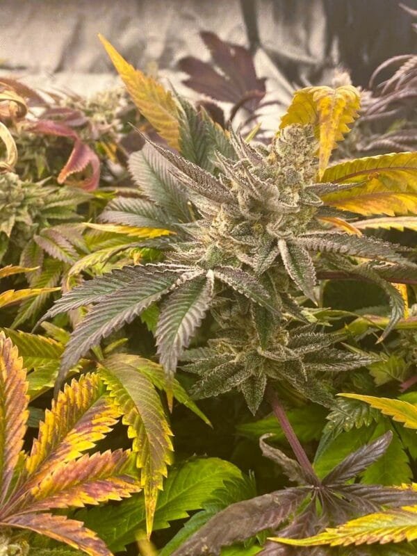 Moonwalker Kush - Image 4