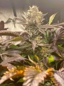 Moonwalkerkush3