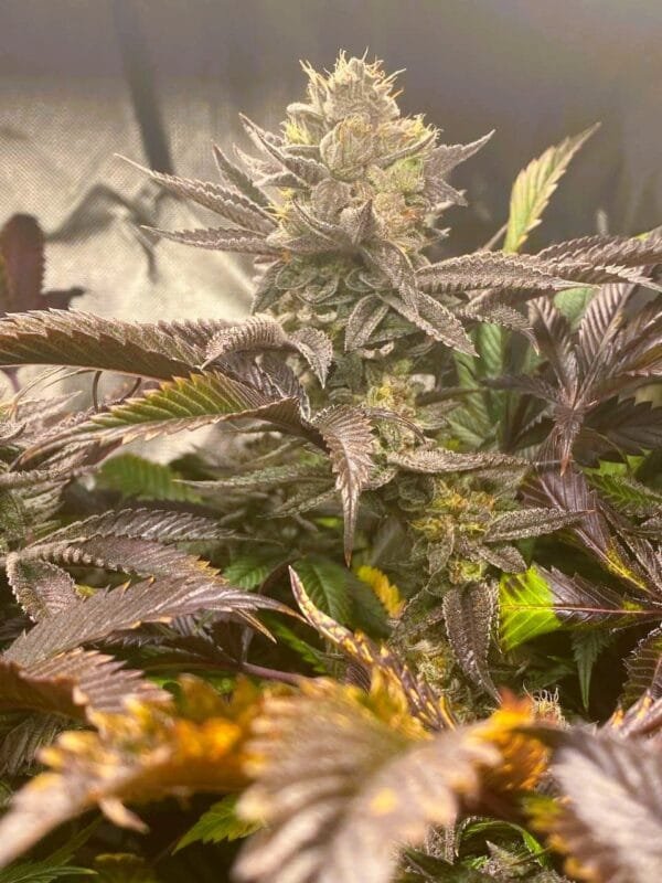 Moonwalker Kush - Image 3