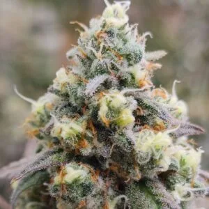 Bobblehead OG