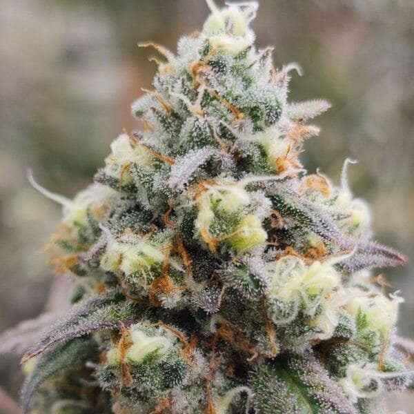 Bobblehead OG