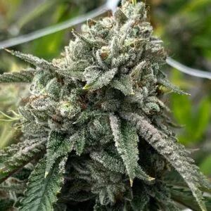 Heavenly OG F2