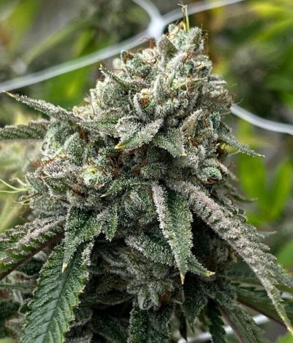 Heavenly OG F2
