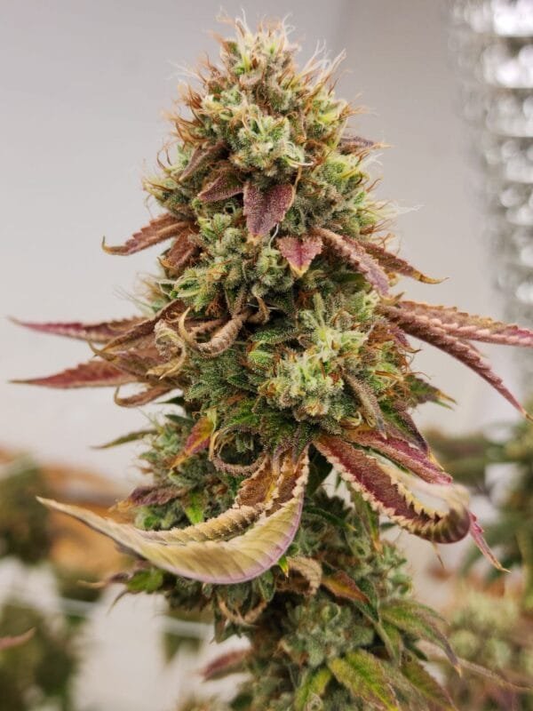 Heavenly OG F2 - Image 5