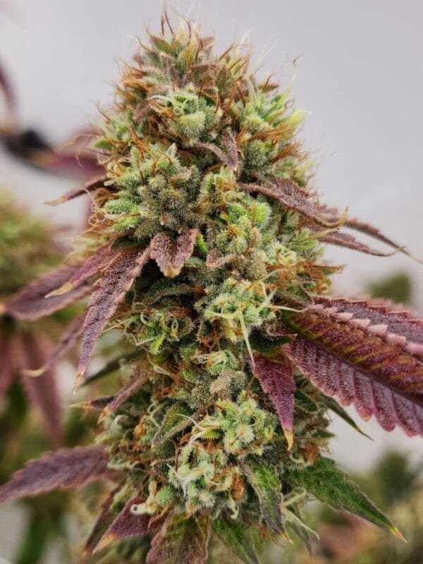 Heavenly OG F2 - Image 4