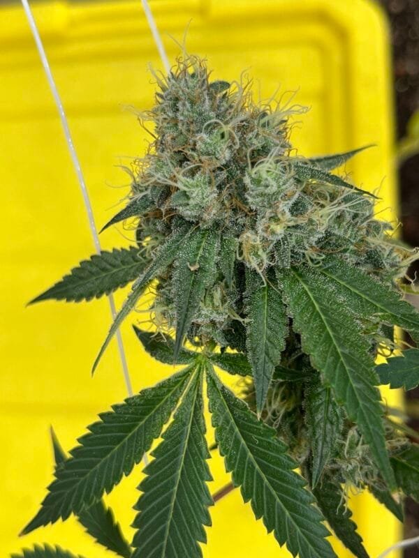 Heavenly Oranges - Image 10