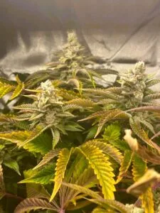 moonwalkerkush4
