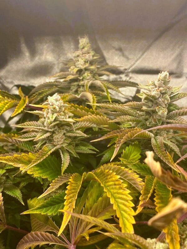 Moonwalker Kush - Image 2