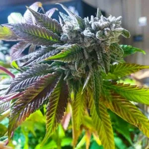 Moonwalker Kush