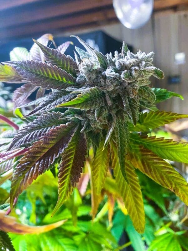 Moonwalker Kush