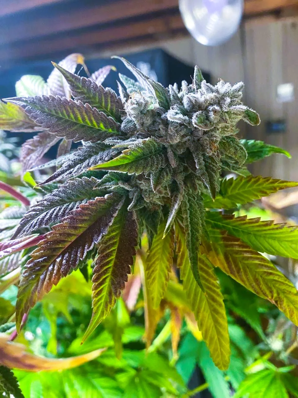 Moonwalker Kush