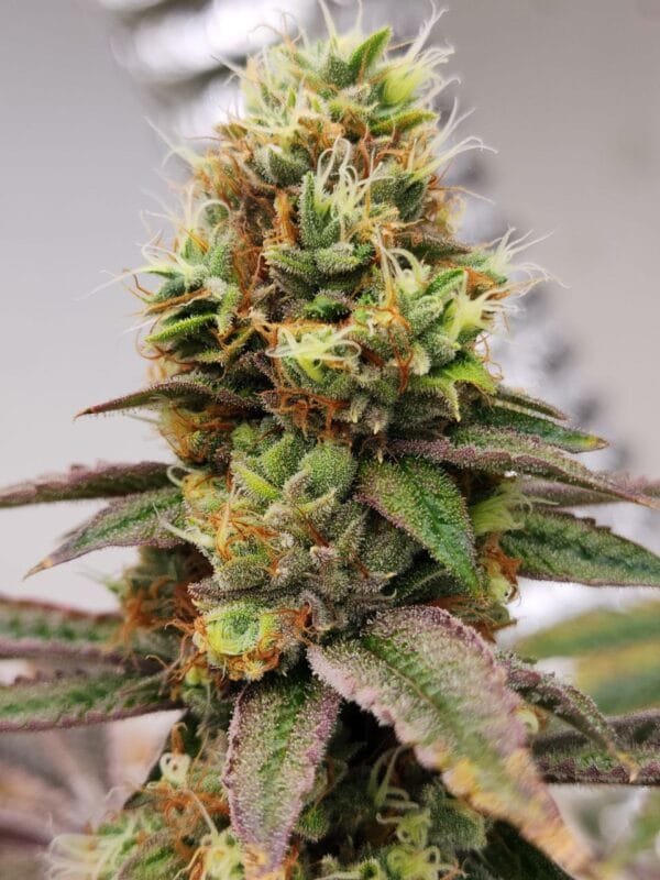 Moonwalker Kush - Image 7