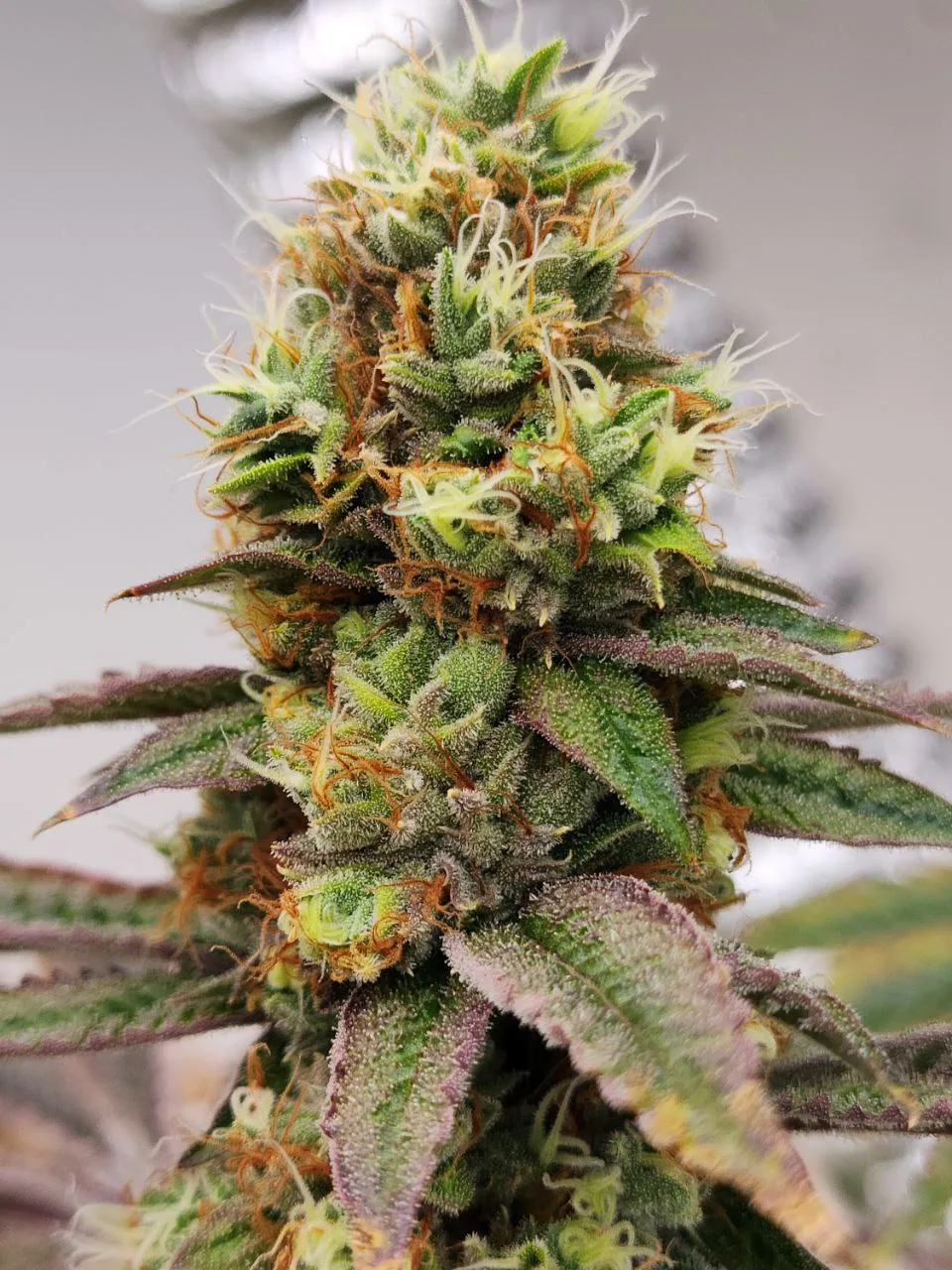 Moonwalker Kush - Image 7
