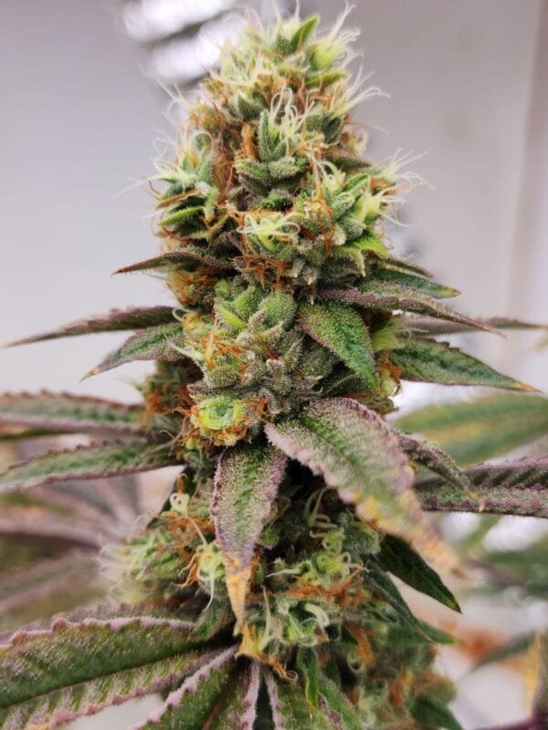 Moonwalker Kush - Image 6