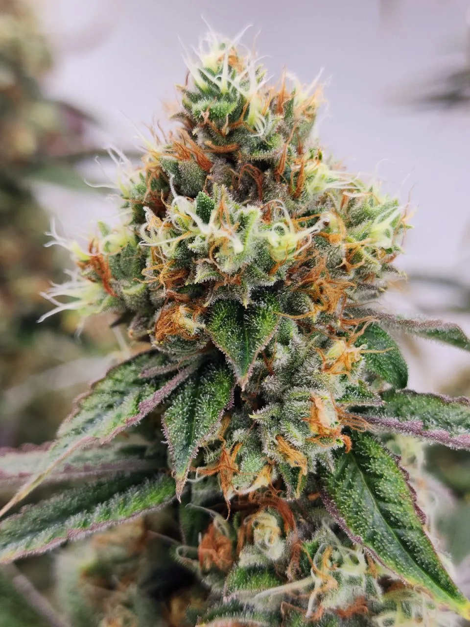 Moonwalker Kush - Image 8